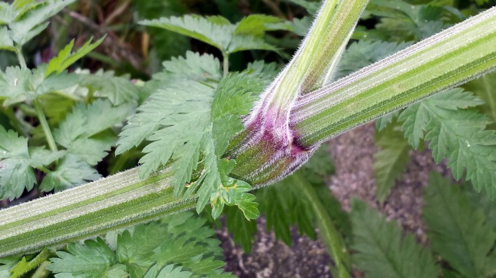 Cliquer sur l'image pour agrandir