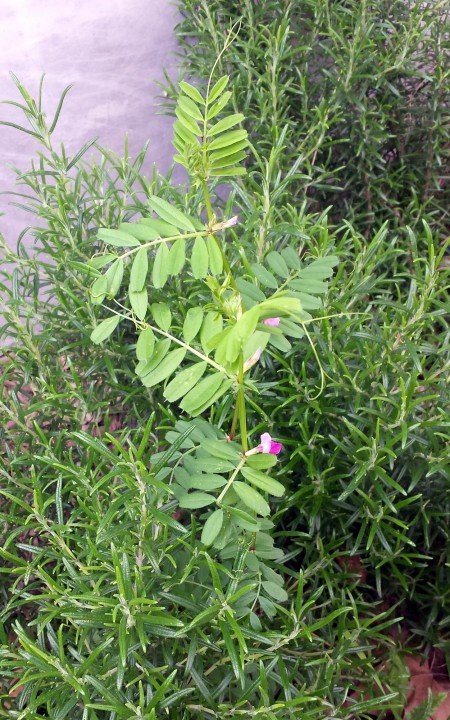 Cliquer sur l'image pour agrandir