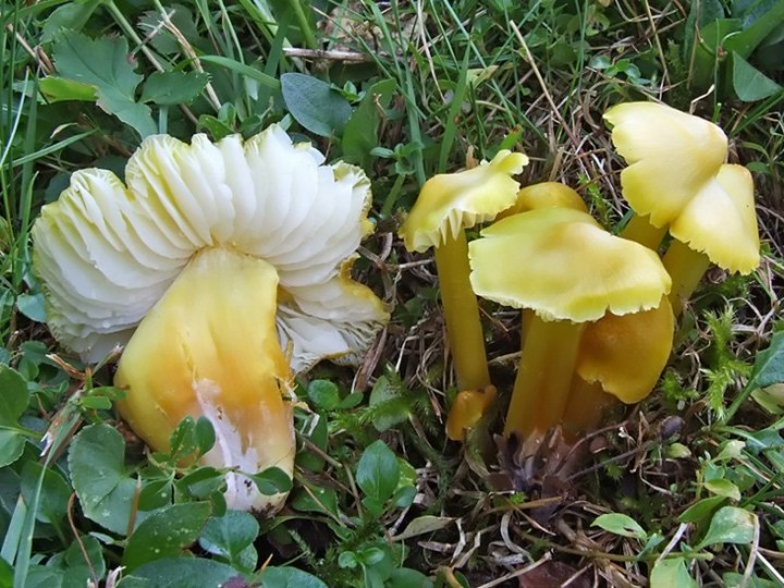Hygrocybe_citrinovirens.jpg