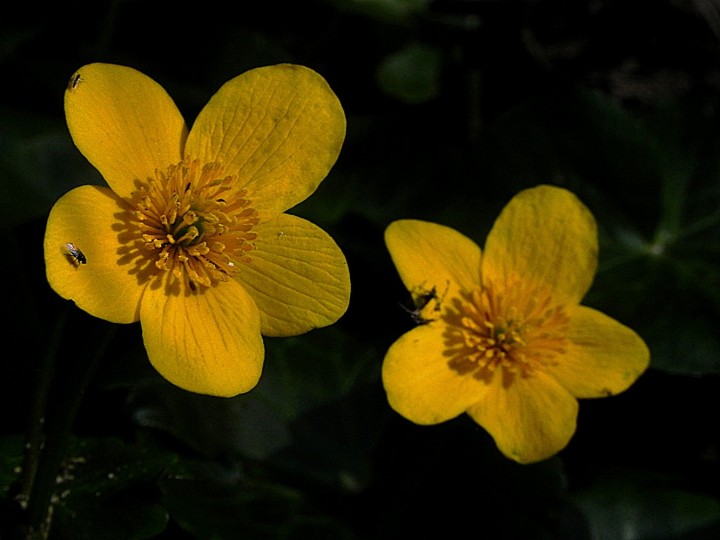 DSCN7975b.JPG