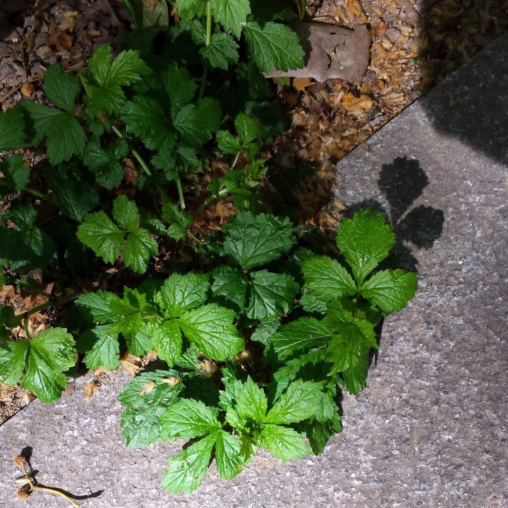 Cliquer sur l'image pour agrandir