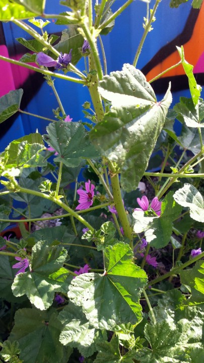 Cliquer sur l'image pour agrandir