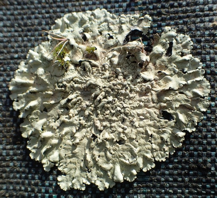 Xanthoparmelia sp (1)_modif.jpg