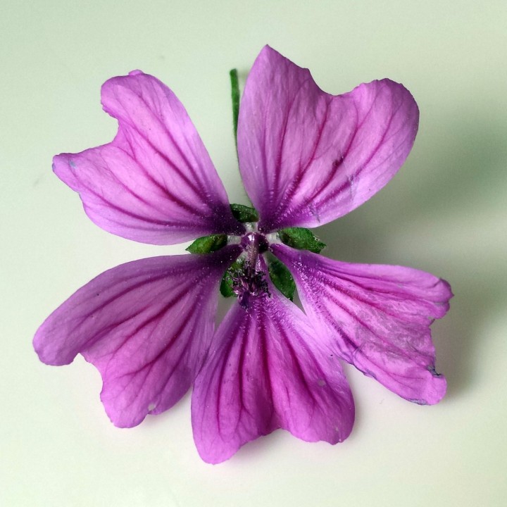 Cliquer sur l'image pour agrandir