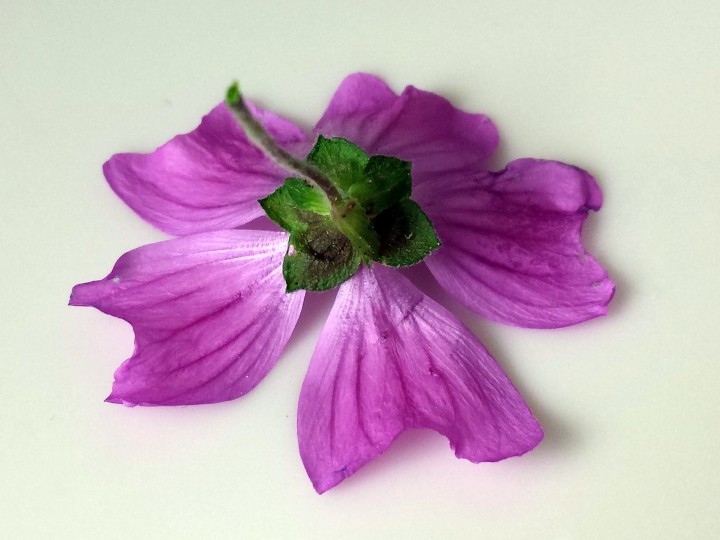 Cliquer sur l'image pour agrandir