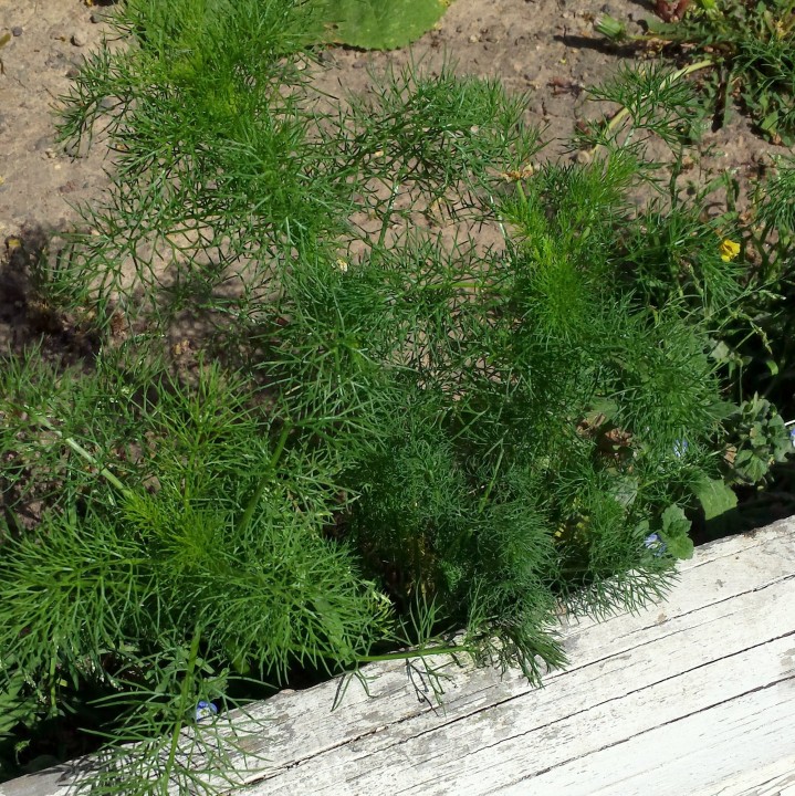 Cliquer sur l'image pour agrandir