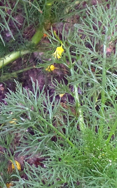 Cliquer sur l'image pour agrandir