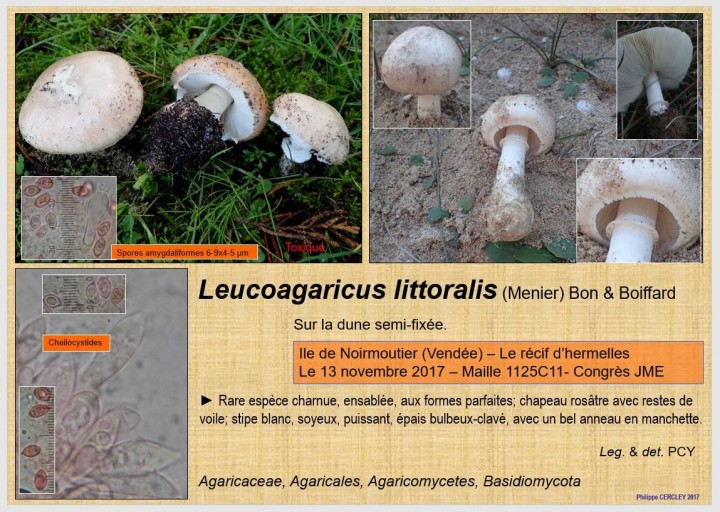 Leucoagaricus littoralis.JPG