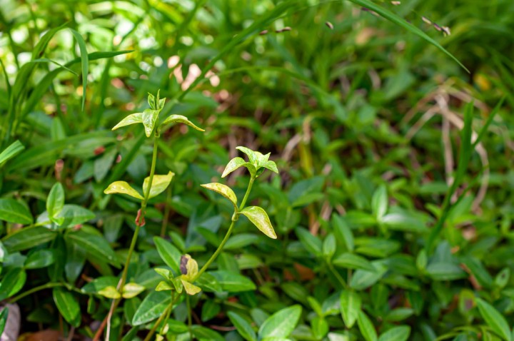 Vue générale de la plante infectée