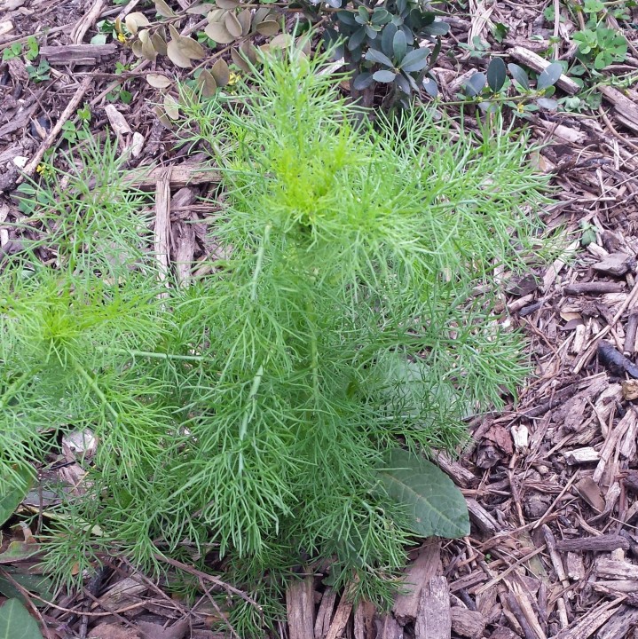 Cliquer sur l'image pour agrandir