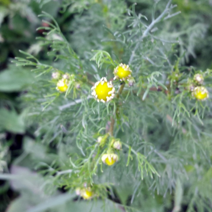 Cliquer sur l'image pour agrandir