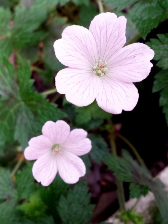 Cliquer sur l'image pour agrandir