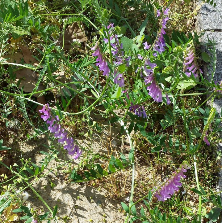 Cliquer sur l'image pour agrandir