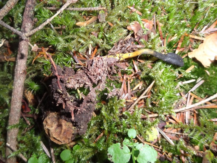ELAPHOCORDCYEPS OPHIOGLOSSOIDES.JPG