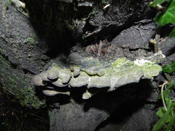 DSCN8211.JPG