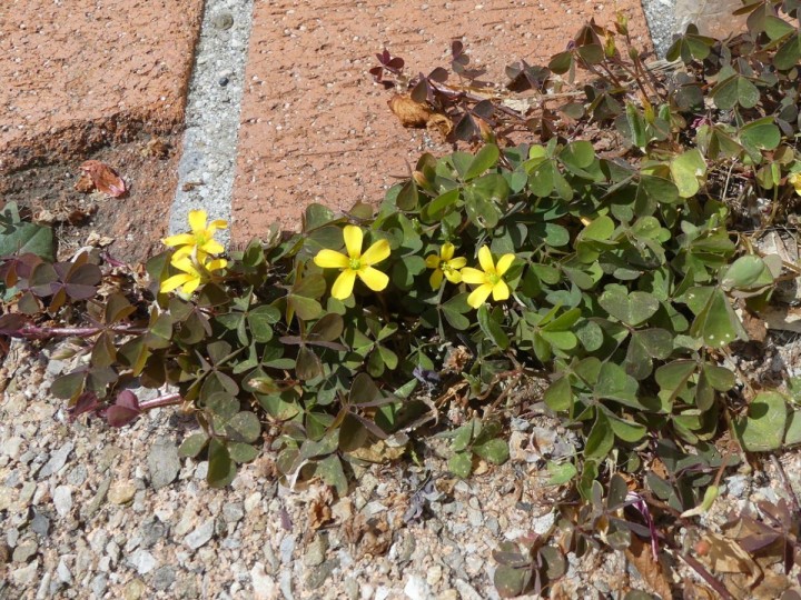 Oxalidaceae_Oxalis-corniculata_AC_Voiron_2018-05-19_001_DR.jpg