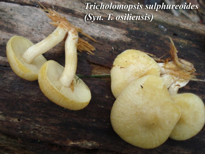 Tricholomopsis sulphureoides.jpg