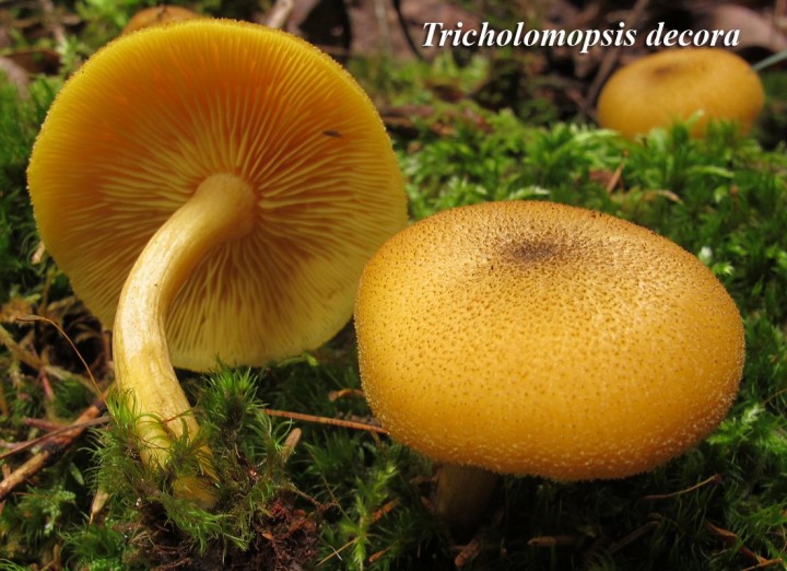 Tricholomopsis decora.jpg
