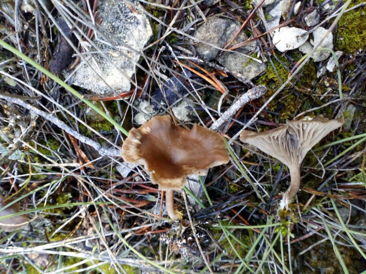 DSC_0700.JPG