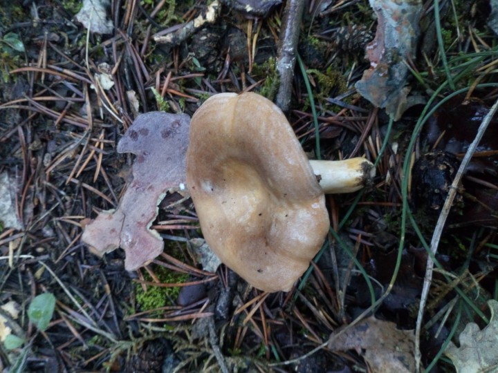 DSC_0689.JPG
