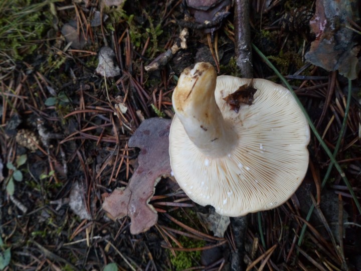 DSC_0690.JPG