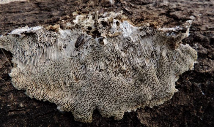 Polypore (40)-redim1024.jpg