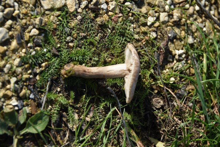 DSC_0196.JPG