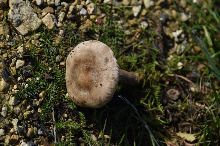 DSC_0198.JPG