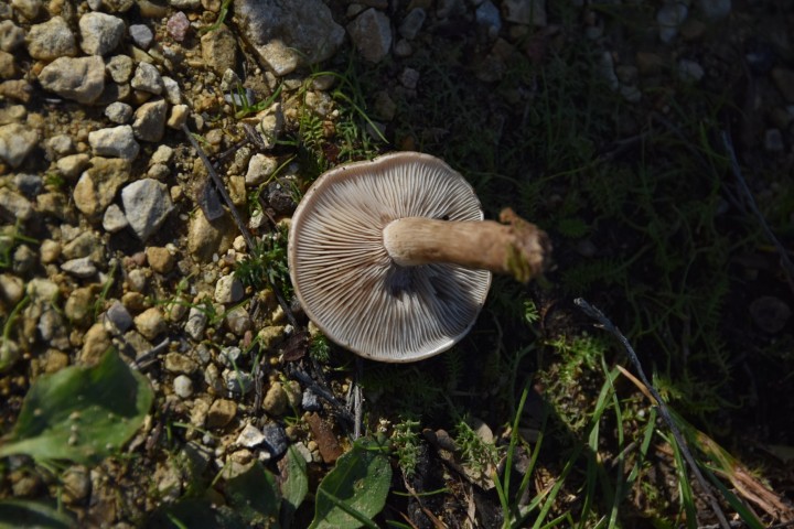 DSC_0199.JPG