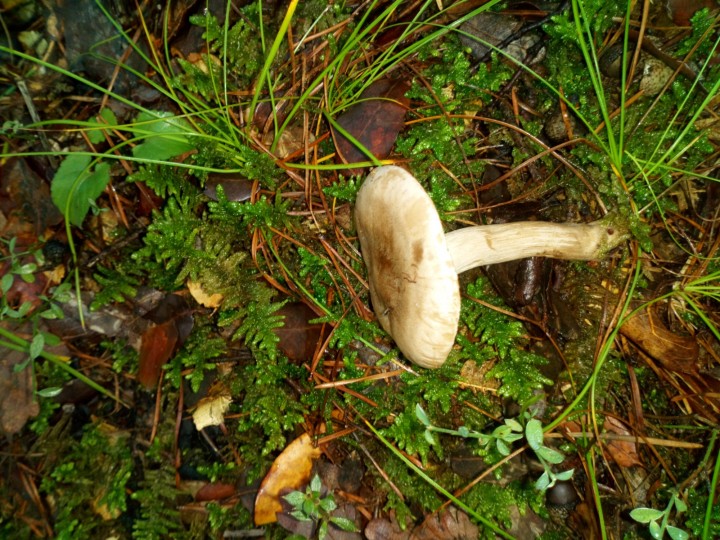 DSC_0531.JPG