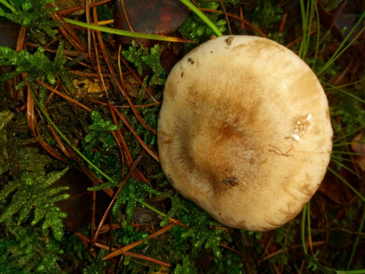 DSC_0529.JPG