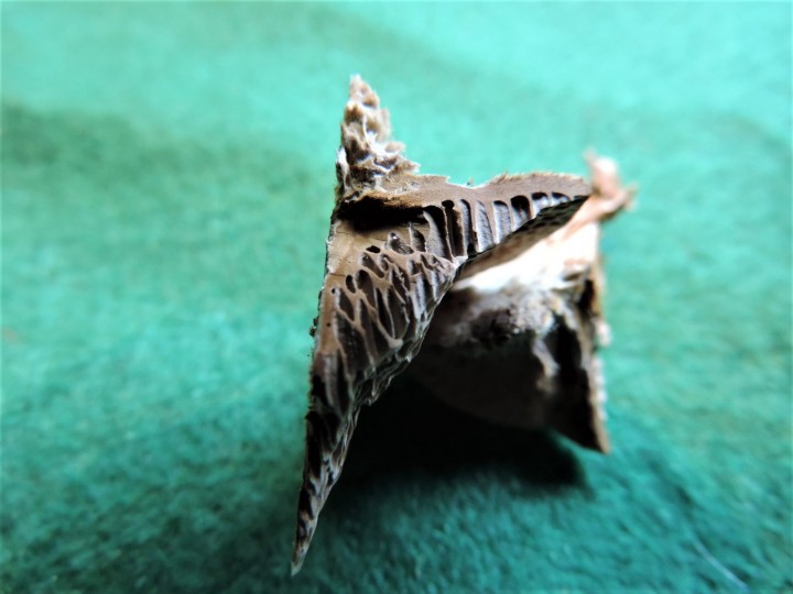 DSCN6375.jpg