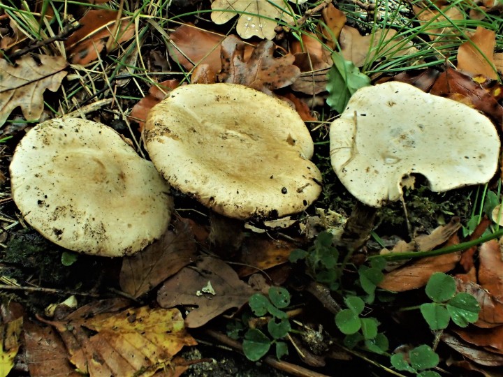PB101085.JPG
