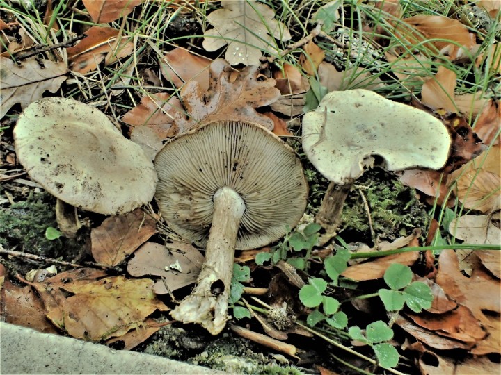 PB101087.JPG