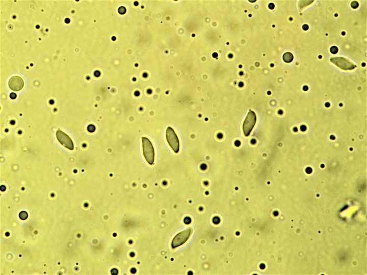 7-7,9 x 2,8-3,8 µ.jpg
