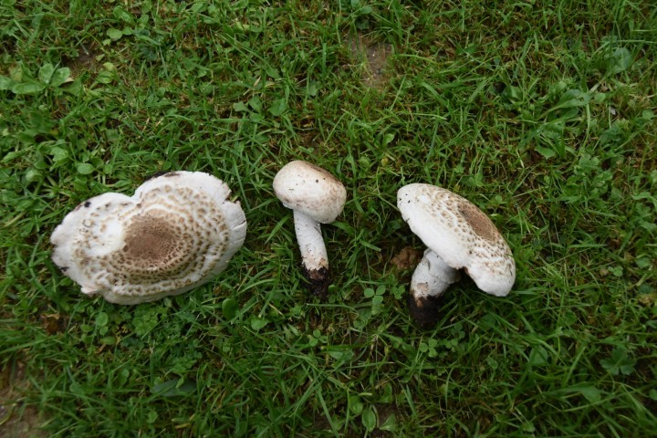 DSC_0131.JPG