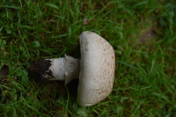 DSC_0135.JPG