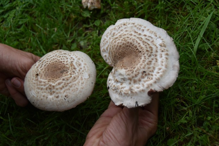DSC_0145.JPG