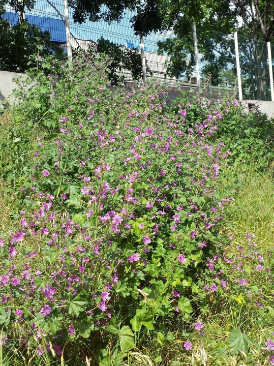 Cliquer sur l'image pour agrandir