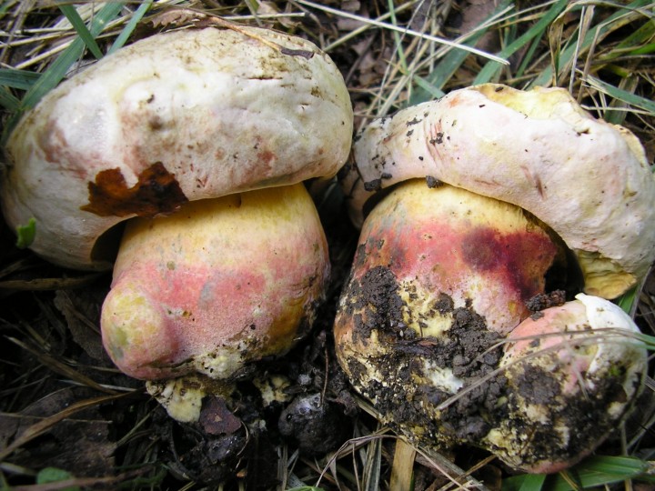 Boletus_pulchrotinctus_02.jpg