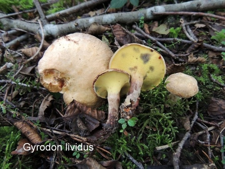 Gyrodon lividus.jpg