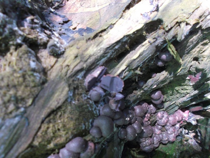 DSCF2026.JPG