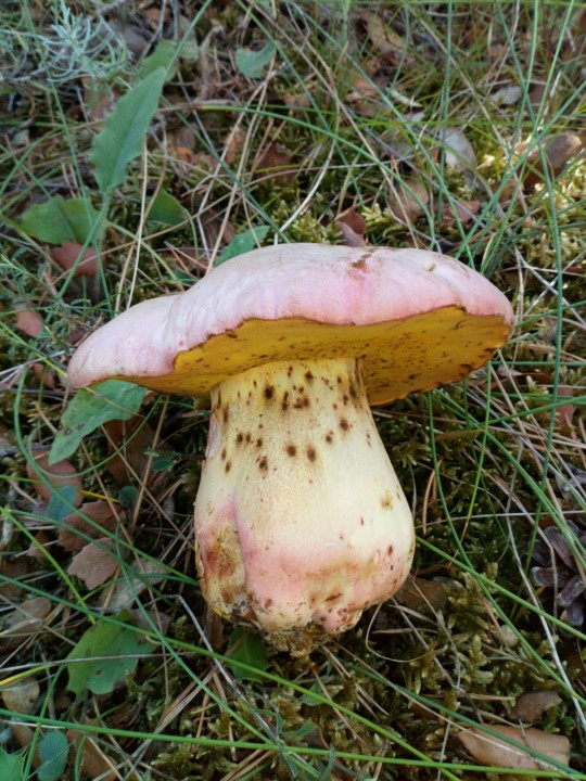 DSC_0237.JPG
