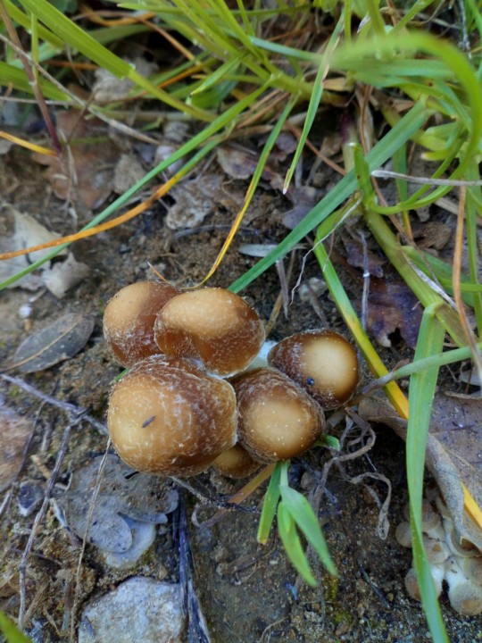 PSATHYRELLA 1