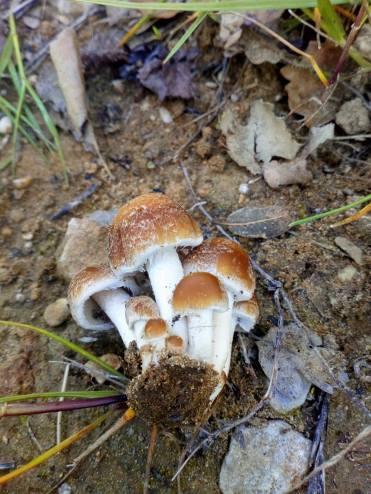 PSATHYRELLA 1