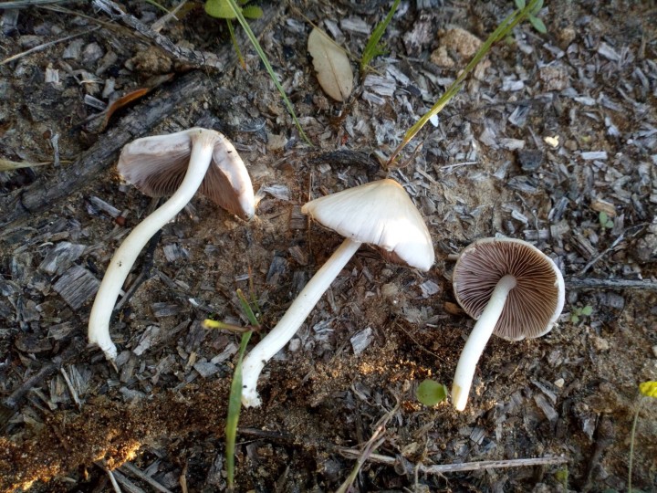 PSATHYRELLA 2