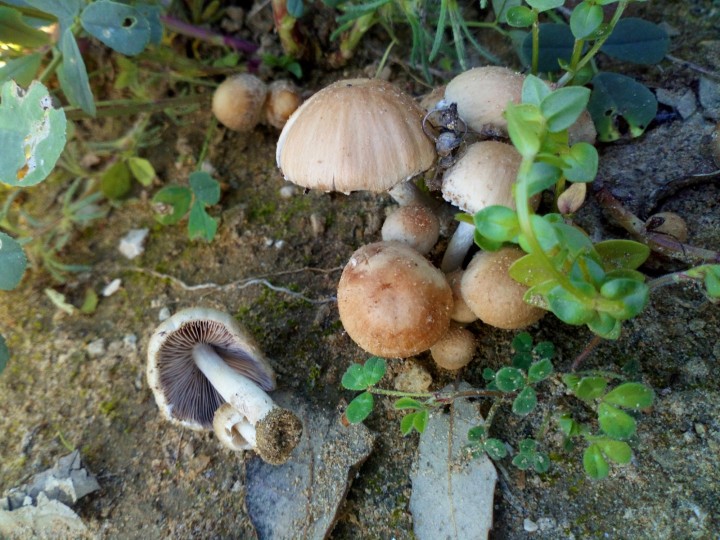 PSATHYRELLA 3