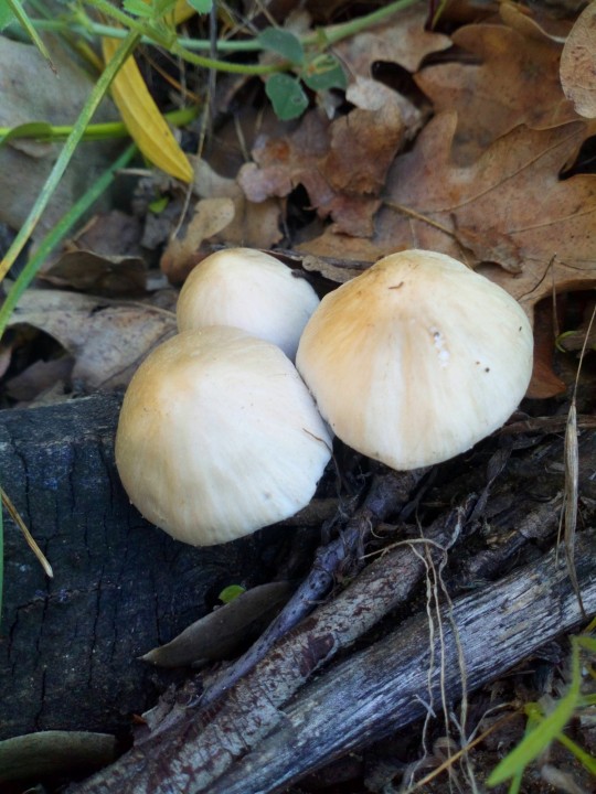 PSATHYRELLA 2