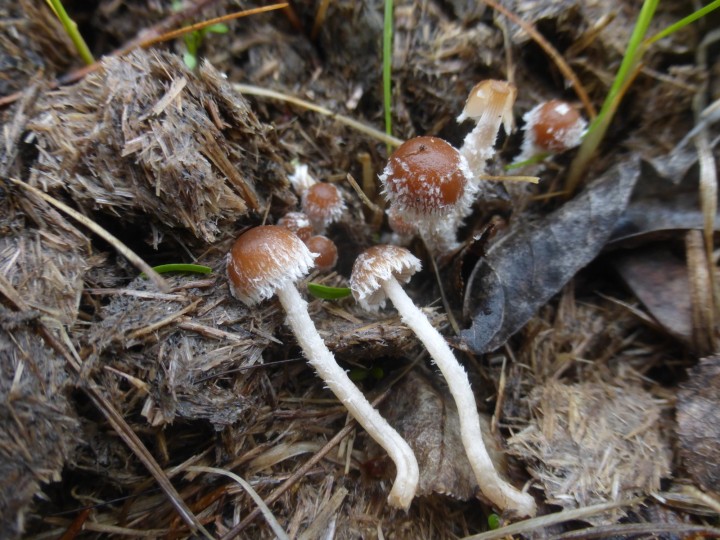 P1300515.JPG