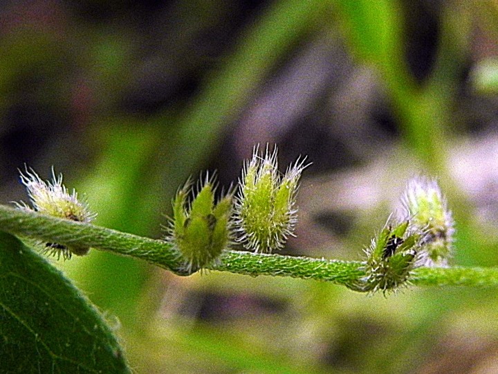 DSCN8249b.JPG